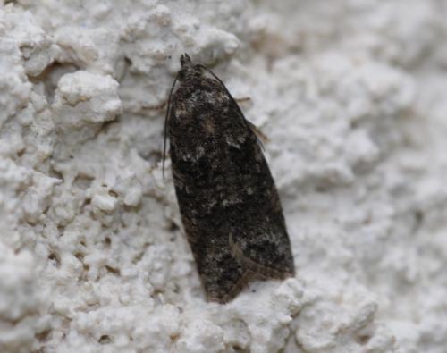 Cnephasia sp.